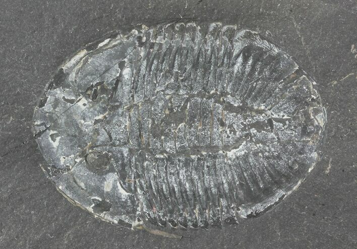 Pseudogygites Trilobite - Ontario #68335